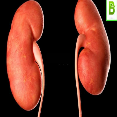 طب بديل-طريقة علاج و دواء الكلى بالأعشاب طب بديل-طريقة علاج و دواء الكلى بالأعشاب