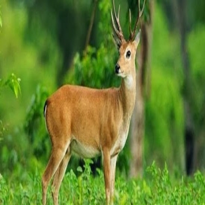 تفسير أحلام-الغزال في المنام 2025 تفسير أحلام-الغزال في المنام 2025