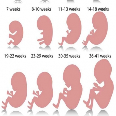 مراحل الحمل-تعب الحمل في الشهر السابع بالصور والشرح مراحل الحمل-تعب الحمل في الشهر السابع بالصور والشرح