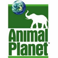 ترددات قناة كوكب الحيوانات 2025 animal planet