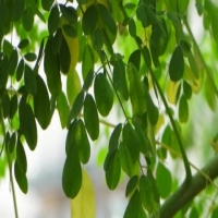 فوائد المورينجا لفقدان الوزن والرضاعة الطبيعية ، هل تساهم في تدفق ونوعية حليب الثدي؟