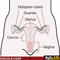 الجاز التناسلي للانثي اين يوجد