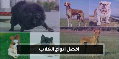 ما هى افضل أنواع الكلاب واشرسها وكيف الاختيار الصحيح