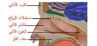 تعرف على ما هى وسائل الدفاع المتوفرة في الأنف
