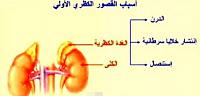 أين توجد وتقع الغدة الكظرية