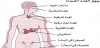 أين توجد وتقع الغدد في جسم الإنسان