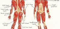 تعرف على ما هى أجزاء جسم الإنسان