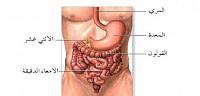 اين تقع وتوجد المعدة في جسم الإنسان