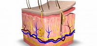 تعرف على ما هى طبقات الجلد