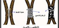 طريقة تطعيم الاشجار المثمرة